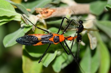 A Zelus longipes linnaeus insect, or Milkweed Assassin bug has caught a black fly of some kind and is eating it in some shrubbery in Houston, TX.