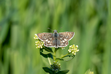 butterfly on flower