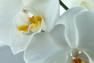 Fototapeta na wymiar white orchid, shot from close range