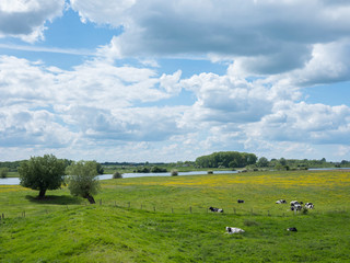 Fototapeta premium black and white cows near willows in dutch floodplains of river lek near utrecht in holland