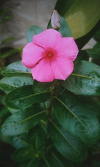 Pink flower