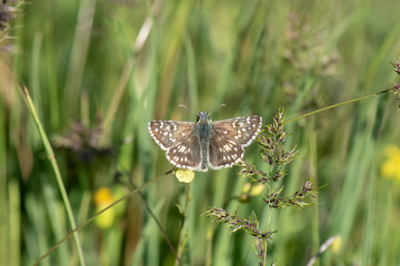 butterfly on grass