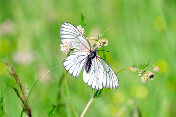 Schmetterling auf einer Blume
