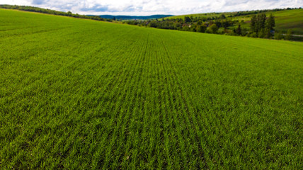 flying over the field of green wheat aerial nature