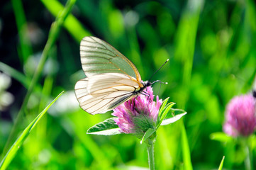 Schmetterling auf einer Blume