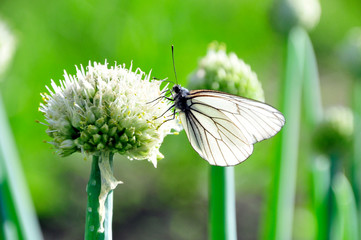 Schmetterling auf einer Blume