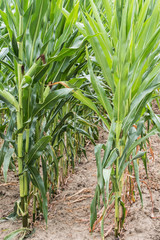 Green corn field. close up Corn field in the countryside, Many yong maize grown for harvest to sell...