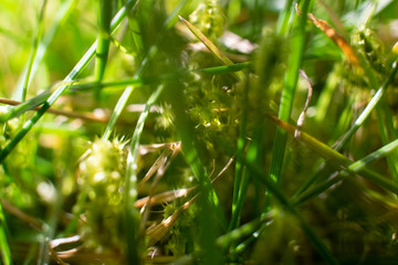 Graslandschaft aus der Ameisensicht