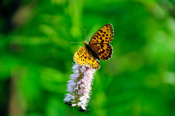 Schmetterling auf einer Blume