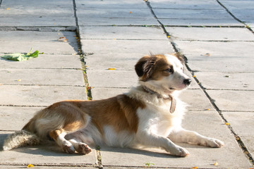 Ein Hund genießt die Abendsonne