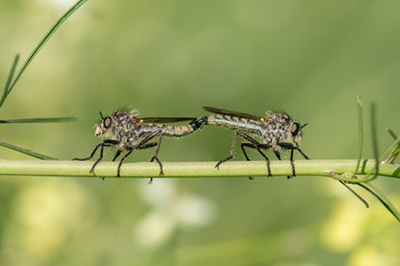 killer fly