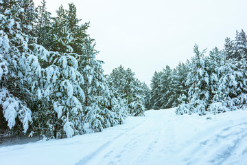 Obraz premium Whitened Fir Trees with Fresh Snow, Lovely Winter Scenery, Majestic White Spruces Glowing by Sunlight, Wintry Scene, Winter Snow-Covered Trees in the Ural Mountains, Winter Landscape
