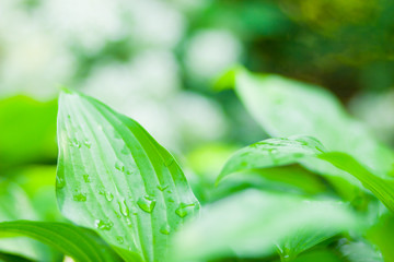 Green leaves background. Dew drops on green leaves. Drops of water in the sun. Eco concept with blurred background. Natural pattern