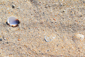 shell on the beach