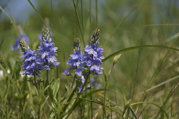 Wild flowers - Prostrate speedwell or Rock speedwell -  Veronica prostrata