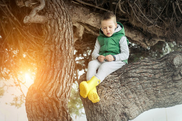 Happy childhood, little boy sit on a tree on a sunny day, family