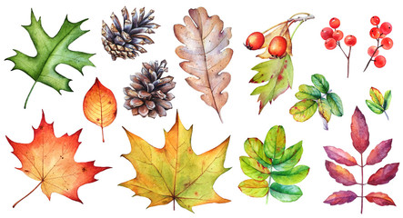 Obraz premium Watercolor collection of autumn leaves, berries and pine cones on white background.