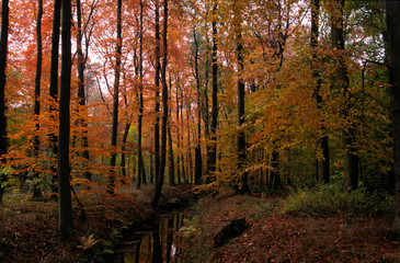 Obraz premium stadtwald im herbst in hannover,