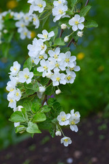 Spring blooming of apple white flowers