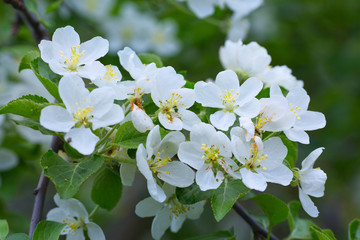 Spring blooming of apple white flowers