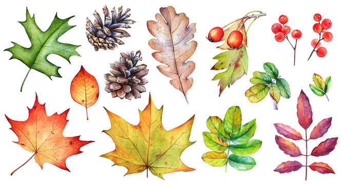 Watercolor collection of autumn leaves, berries and pine cones on white background.