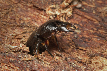 The male of a rare stag beetle Ceruchus chrysomelinus, a criticaly endangered beetle occurring in European virgin and old growth forests.
