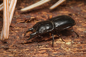 The male of a rare stag beetle Ceruchus chrysomelinus, a criticaly endangered beetle occurring in European virgin and old growth forests.
