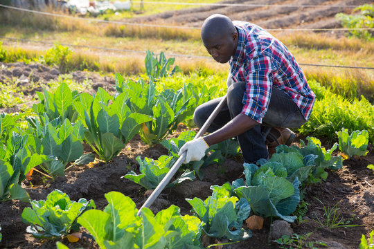 Male Gardener Working At Homestead