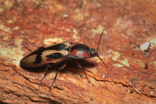 A colorful click beetle occurring in European forests with a cross shaped pattern on its back.