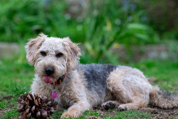 Scruffy puppy dog on grass, sticking out tongue, chewing a pine cone, shallow depth of field.