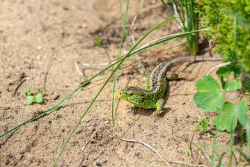 Lizard in the garden close up.