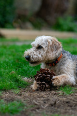 Scruffy puppy dog on grass chewing a pine cone, shallow depth of field.