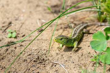 Lizard in the garden close up.