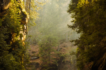 Misty forest and sun rays in mountain canyon 