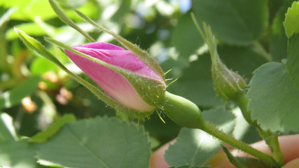 Macro photo os small dog rose bud in dpring garden