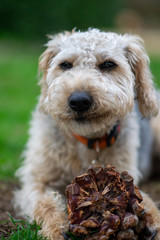 Scruffy puppy dog on grass chewing a pine cone, shallow depth of field.