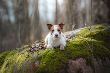 Jack Russell Terrier walks in the woods. small dog in nature