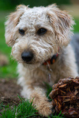 Scruffy puppy dog on grass chewing a pine cone, shallow depth of field.