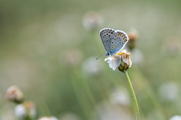butterfly on flower