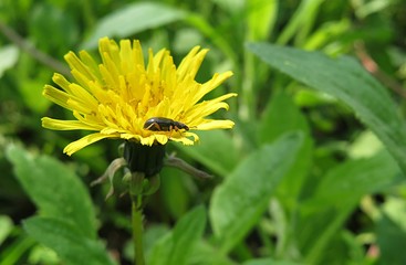 Yellow dandelion flower in the meadow, closeup