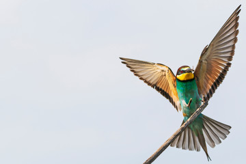 beautiful wild bird sits on a branch