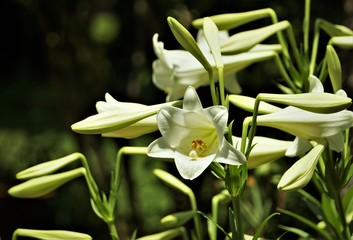 White lily blooming on the garden background, Spring in GA USA.