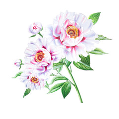 Beautiful white peony. Bouquet of flowers. Floral print. Marker drawing. Watercolor painting. Wedding and birthday composition. Greeting card. Flower painted background. Hand drawn illustration.