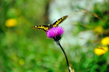 Schmetterling auf einer Blume