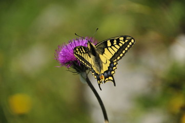 Fototapeta na wymiar Schmetterling auf einer Wildblume
