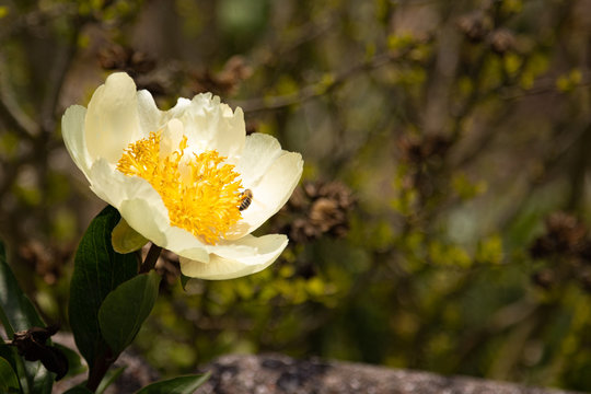 Bee visiting a Claire de Lune