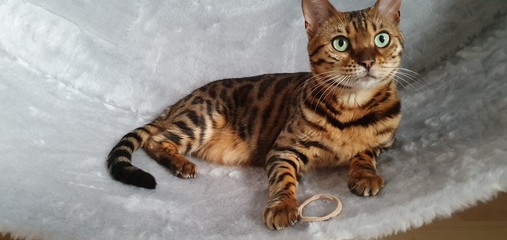 Bengal, katze, miau, tier, laufrad,