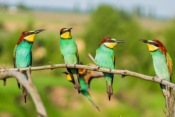flock of wild colorful birds sitting on a branch
