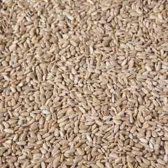 Hulled sunflower seeds, low angle view.