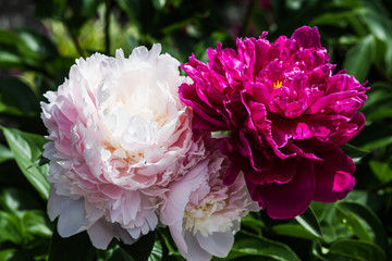 Peony